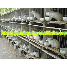 new design stainless steel rabbit cages